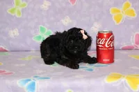 R-1, a female Poodle - Toy  for sale in Sabillasville, MD – Photo 2 of 4