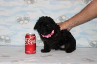 R-1, a female Poodle - Toy  for sale in Sabillasville, MD – Photo 2 of 4
