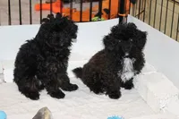 R-1, a female Poodle - Toy  for sale in Sabillasville, MD – Photo 4 of 7