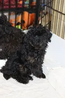 R-1, a female Poodle - Toy  for sale in Sabillasville, MD – Photo 2 of 7