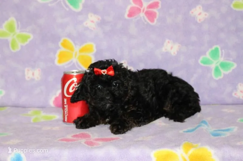 R-1 – Poodle - Toy  puppy for sale in Sabillasville, MD