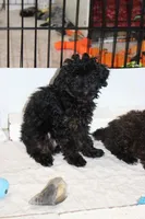R-1, a female Poodle - Toy  for sale in Sabillasville, MD – Photo 1 of 7
