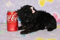 R-1, a female Poodle - Toy  for sale in Sabillasville, MD – Photo 1 of 4
