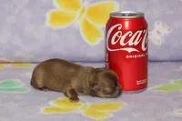 Clyde, a male Chihuahua and Poodle - Toy  for sale in Sabillasville, MD – 1 of 5