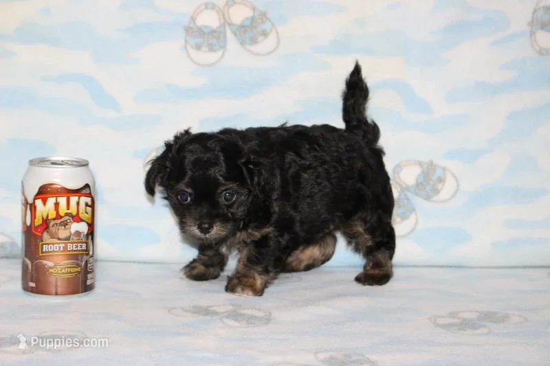 Teddy Bear – Chipoo puppy for sale in Sabillasville, MD