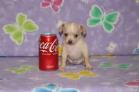 B-1, a male Chihuahua for sale in Sabillasville, MD – 4 of 6