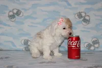 Apricot Blossom, a female Poodle - Toy  for sale in Sabillasville, MD – 3 of 10