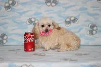 Peaches, a female Poodle - Toy  for sale in Sabillasville, MD – 3 of 6