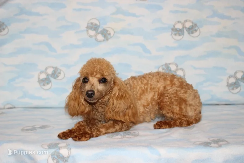 Sweet Pea – Poodle - Toy  puppy for sale in Sabillasville, MD