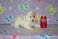 Apricot Blossom, a female Poodle - Toy  for sale in Sabillasville, MD – 5 of 10
