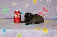 Rusty, a male Poodle - Toy  for sale in Sabillasville, MD – 3 of 7