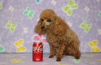 Sweet Pea, a female Poodle - Toy  for sale in Sabillasville, MD – 9 of 10