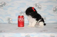 Tiny Dottie, a female Poodle - Toy  for sale in Sabillasville, MD – 2 of 7