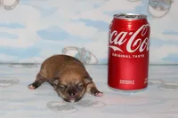 Nik, a male Chihuahua for sale in Sabillasville, MD – Photo 3 of 6