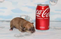 Nik, a male Chihuahua for sale in Sabillasville, MD – Photo 1 of 6