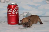 Nik, a male Chihuahua for sale in Sabillasville, MD – Photo 4 of 6