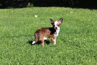 B-2, a male Chipoo for sale in Sabillasville, MD – 5 of 5