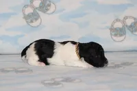 E-3, a female Poodle - Toy  for sale in Sabillasville, MD – 2 of 5