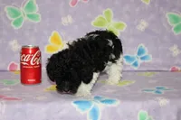 Tiny Dottie, a female Poodle - Toy  for sale in Sabillasville, MD – 5 of 7