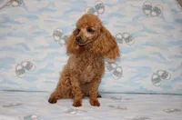 Sweet Pea, a female Poodle - Toy  for sale in Sabillasville, MD – 2 of 10