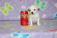 B-2, a male Chihuahua for sale in Sabillasville, MD – 4 of 6