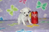 B-2, a male Chihuahua for sale in Sabillasville, MD – 1 of 6
