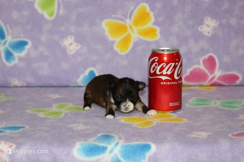 S-5 – Chipoo puppy for sale in Sabillasville, MD