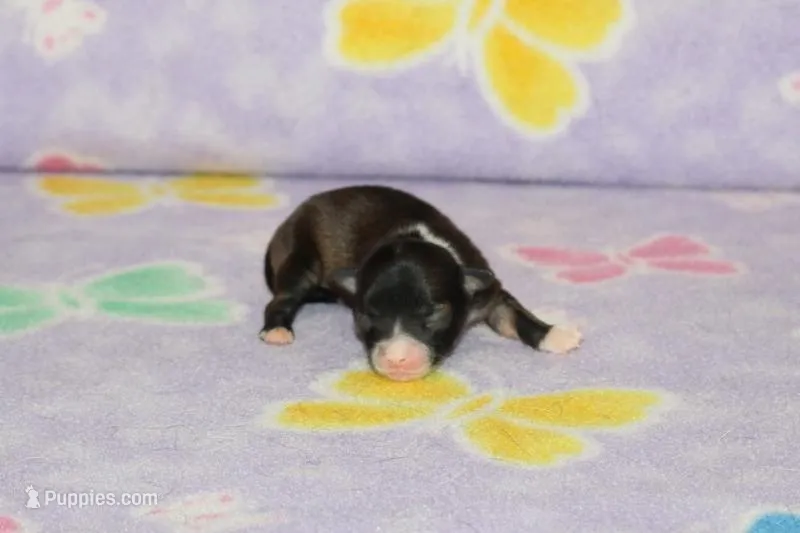 S-4 – Chipoo puppy for sale in Sabillasville, MD