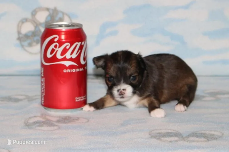 S-5 – Chipoo puppy for sale in Sabillasville, MD