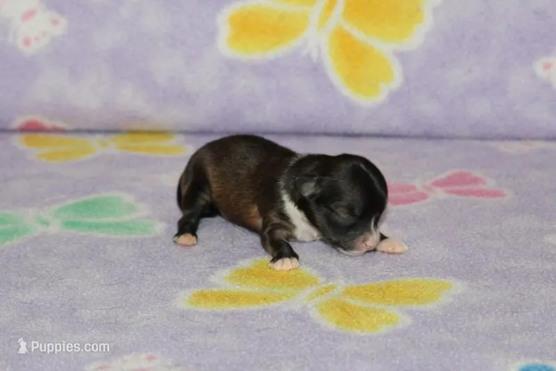 S-5 – Chipoo puppy for sale in Sabillasville, MD