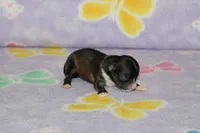 S-5, a male Chipoo for sale in Sabillasville, MD – Photo 1 of 6