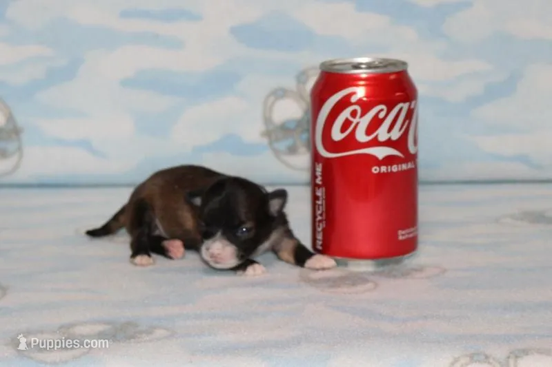 S-5 – Chipoo puppy for sale in Sabillasville, MD