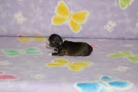 S-5, a male Chipoo for sale in Sabillasville, MD – Photo 3 of 6