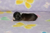 S-4, a male Chipoo for sale in Sabillasville, MD – Photo 3 of 5