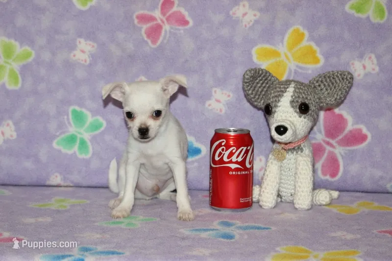 B-2 – Chihuahua puppy for sale in Sabillasville, MD