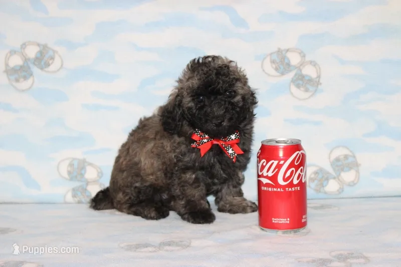 Rusty – Poodle - Toy  puppy for sale in Sabillasville, MD