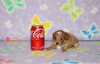Cassy, a male Poodle - Toy  for sale in Sabillasville, MD – 4 of 5