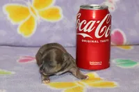 Dee Dee, a female Chihuahua for sale in Sabillasville, MD – 3 of 4