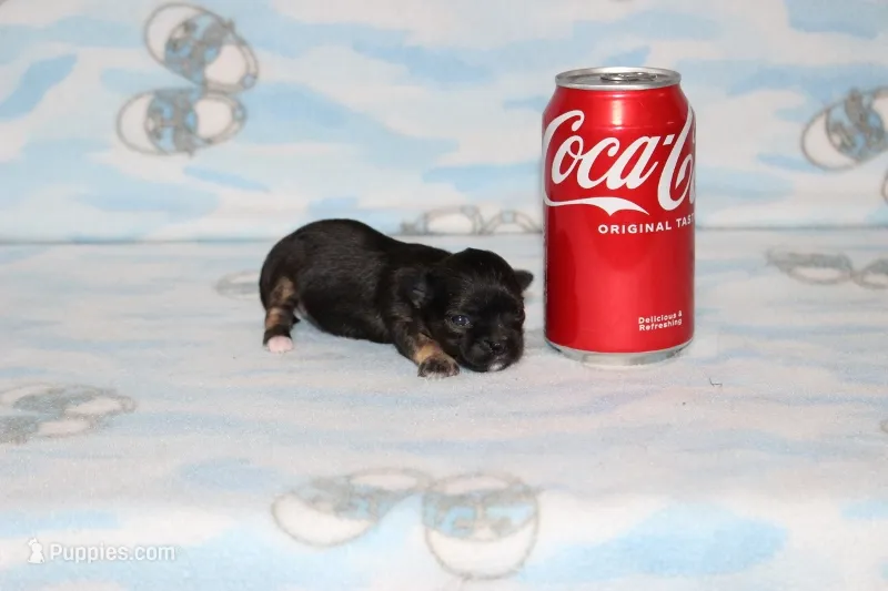 itzy – Chihuahua puppy for sale in Sabillasville, MD