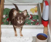 Clyde, a male Chihuahua and Poodle - Toy  for sale in Sabillasville, MD – 5 of 5