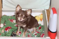 Sophie, a female Chihuahua and Poodle - Toy  for sale in Sabillasville, MD – 7 of 7