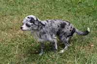 Dottie, a female Chihuahua for sale in Sabillasville, MD – Photo 4 of 8