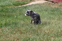 Dottie, a female Chihuahua for sale in Sabillasville, MD – Photo 7 of 8