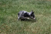 Dottie, a female Chihuahua for sale in Sabillasville, MD – Photo 6 of 8