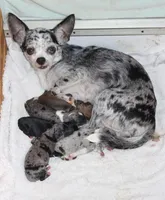 Dottie, a female Chihuahua for sale in Sabillasville, MD – Photo 8 of 8