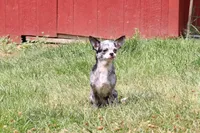 Dottie, a female Chihuahua for sale in Sabillasville, MD – Photo 1 of 8