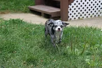Dottie, a female Chihuahua for sale in Sabillasville, MD – Photo 3 of 8