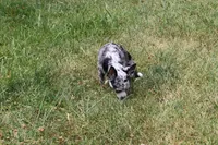 Dottie, a female Chihuahua for sale in Sabillasville, MD – Photo 5 of 8