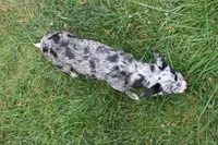 Dottie, a female Chihuahua for sale in Sabillasville, MD – Photo 2 of 8