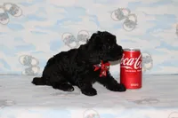Shadow, a male Poodle - Toy  for sale in Sabillasville, MD – 3 of 8